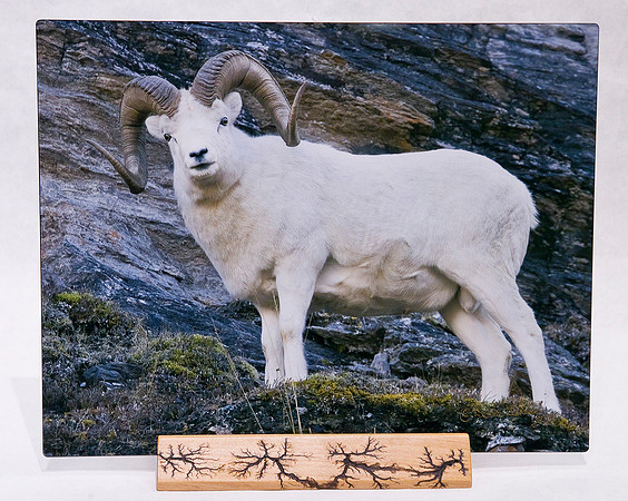 Deb Larson_11x14_Sheep Large_$105