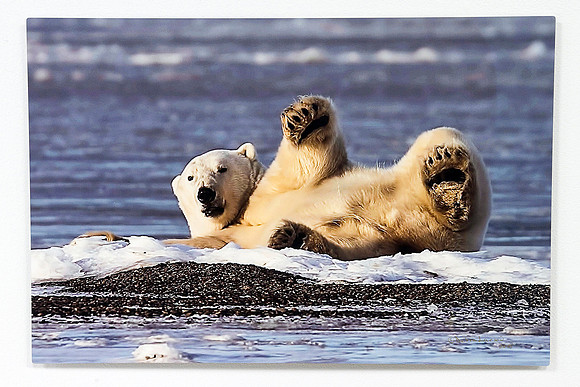Deb Larson_16x24_Polar Bear_$225