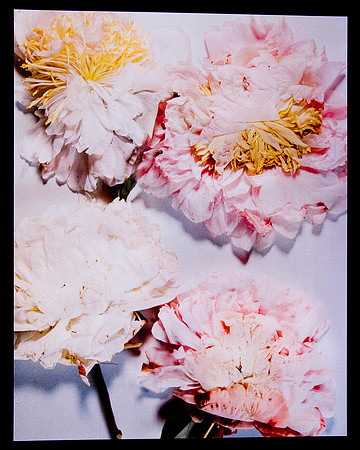 Tanya Val_Floral paper_B